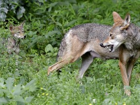FILE - In this June 13, 2017 file photo, a red wolf female peers back at her 7-week old pup in their habitat at the Museum of Life and Science in Durham, N.C.  The federal government has proposed shrinking the territory of the only wild population of endangered red wolves and giving landowners more leeway to kill ones straying onto private property.  Conservation groups argue the proposal would doom the wolf to extinction in the wild.  The U.S. Fish and Wildlife Service estimates about 35 wild wolves remain in five eastern North Carolina counties. Another 200 are in captive breeding programs.
