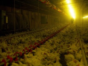 This image released by Sundance Selects shows a scene from "Eating Animals." (Sundance Selects via AP)