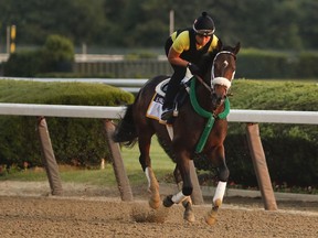Belmont Stakes hopeful Bravazo works out on the main track at Belmont Park, Friday, June 8, 2018, in Elmont, N.Y. Bravazo is one of 10 horses racing in the 150th running of the Belmont Stakes horse race on Saturday.