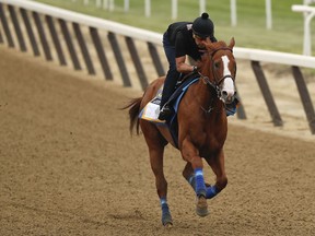 Triple Crown hopeful Justify gallops around the track during a workout at Belmont Park, Thursday, June 7, 2018, in Elmont, N.Y. Justify will attempt to become the 13th Triple Crown winner when he races in the 150th running of the Belmont Stakes horse race on Saturday.