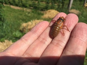 Jin Yoshimura, a scientist from Japan who traveled to Central New York to research the 17-year cicadas emerging now, holds a nymph on June 12, 2018 in Onondaga, N.Y  In New York, some of the cicada fans have congregated at a farm and brewery in Onondaga (ah-nahn-DAH'-gah), just south of Syracuse. Several researchers recorded audio and video as the cicadas' call vibrated in the background.