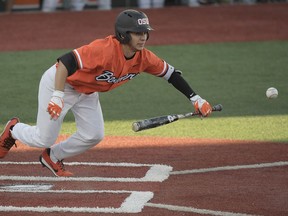 This photo taken June 4, 2018, shows Oregon State's Nick Madrigal putting down a bunt against Yale during an NCAA college baseball regional tournament game in Corvallis, Ore. His slight physical build makes him look anything but one of the best college players in the country, but he's very much in the mold of similarly vertically challenged big league All-Stars Jose Altuve and Dustin Pedroia. Madrigal is considered by many to be the best overall hitter in the draft.