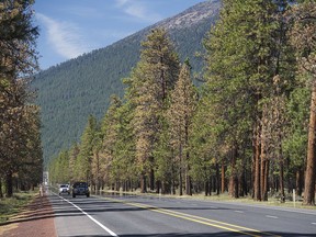 In this May 2, 2018 file photo, dozens of ponderosa trees that are dead or dying line U.S. Highway 20 just west of Sisters, Ore. Environmental advocates are calling out the Oregon Department of Transportation and its contractors for applying a weedkiller along a highway near Sisters that unintentionally killed hundreds of ponderosa pine trees.