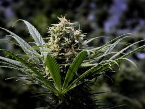 A marijuana plant is shown at a commercial grow in Springfield, Ore., May 24, 2018. Mayors from six U.S. cities where marijuana is legal have formed a coalition with the aim of preparing other states and the federal government for marijuana legalization. Mayors from Denver, Seattle, Portland, San Francisco, Los Angeles, Las Vegas and West Sacramento announced Monday, June 11, 2018, on Twitter that they had sponsored the resolution.