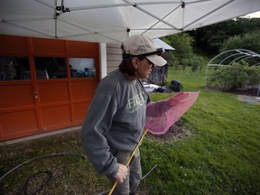 In this June 14, 2018 photo Peggy Butler, organizer of the Pennsylvania Firefly Festival, checks her firefly net while preparing for an after dark hike in search of fireflies on and near Black Caddis Ranch on the edge of the Allegheny Forest, in Kelletville, Pa. For several weeks in June folks from around the world make the trek to this northwest Pennsylvania forest to see all manner of fireflies.