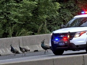 This still image taken from video provided by CBS 3 Philly KYW-TV shows four peacocks that escaped from the Philadelphia Zoo walking on the shoulder of  on Interstate 76, alongside the vehicle of a Pennsylvania State Police trooper attempting to safeguard them Wednesday, May 30, 2018, in Philadelphia. One of the four peacocks that escaped was found dead Thursday, May 31, 2018, according to Philadelphia Zoo spokeswoman Dana Lombardo, and likely had been hit by a vehicle.