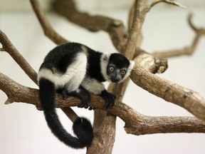 Baby of critically endangered white-belted ruffed lemurs sits on a branch at its enclosure at the Prague zoo, Czech Republic, Friday, June 8, 2018. David Vala, chief primate curator at the park says the three lemurs that were born on April 22, have been doing well. He says: "We already have the most difficult period behind us."