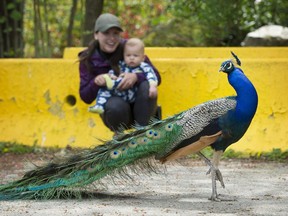 A muster of peacocks has found itself wandering in Surrey's "Sullivan Heights". Local resident Megan Morley and her son J.J. 7 months look at one of the many colourful birds.