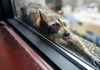 The raccoon stretches out on a windowsill high above downtown St. Paul, Minn., Tuesday, June 12, 2018.