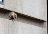 The raccoon clings to a ledge on the side of the Town Square building in downtown St. Paul, Minn., on Tuesday, June 12, 2018.