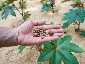 A research assistent holds seeds of the castor oil plant (Ricinus communis) containing the deadly poison ricin in front of a bed where the plants are growing on June 14, 2018 at the Botanical Garden of the Ruhr Universitaet university in Bochum, western Germany. Ricin is extremely toxic, and a dose as low as 25mg can be lethal to a 13-stone adult. It is toxic if inhaled, ingested or injected, and can cause multiple organ failure.