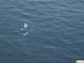Right whales are seen in the south Gulf of Saint Lawrence in this May 5, 2018 handout photo.