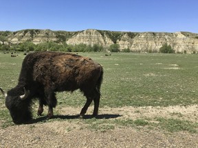 FILE - In this May 24, 2017, file photo, a bison grazes in Theodore Roosevelt National Park in western North Dakota. North Dakota's Health Department has issued a permit allowing construction of an oil refinery about 3 miles from the park. State Air Quality Director Terry O'Clair says officials conducted a 1½-year review and determined the refinery won't negatively impact the park.