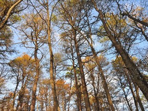 This Dec. 2, 2010 photo provided by Matthew Ayres shows dying pitch pines in New Jersey Pinelands near Mays Landing, a few weeks after the trees were attacked by tens of thousands of southern pine beetles. Once unheard-of north of Delaware, southern pine beetles have been steadily expanding their range as the climate warms.