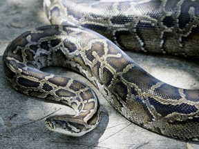 An Indonesian villager was swallowed whole by a python (not pictured here) when she went to her cornfields to check her crop.