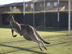 In this June 24, 2018, photo, a kangaroo interrupts the Women's Premier League between Belconnen United and Canberra FC match in Canberra for over 30 minutes.