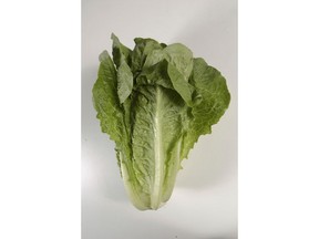 FILE - This undated photo shows romaine lettuce in Houston. On Friday, June 1, 2018, the U.S. Centers for Disease Control and Prevention said four more deaths have been linked to a national romaine lettuce food poisoning outbreak, bringing the total to 5.