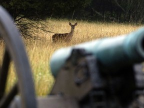 FILE - In a July 29, 2007 file photo, a whitetail deer stops while grazing behind a cannon at dawn on the battlefield at Manassas National Battlefield park in Manassas, Va. The National Park Service on Wednesday, June 20, 2018, announced the discovery of the remains of two Civil War soldiers buried among a batch of severed limbs at Manassas National Battlefield. The soldiers' remains will be buried later this year at Arlington National cemetery near the nation's capital.