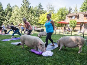Tammy Ennis, right, and her daughter Karilee Ennis, second right, laugh while participating in a yoga session with pigs during a charity fundraiser at The Happy Herd Farm Sanctuary, in Aldergrove, B.C., on Sunday June 24, 2018. The not for profit sanctuary held three yoga classes with four pigs on Sunday to raise money to help cover veterinarian costs. The pigs were born at the sanctuary when one of two neglected pot-bellied pigs seized by the SPCA unexpectedly gave birth to a litter of five after being taken in.