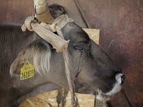 Penka the cow under quarantine in the village of Kopilovtsi, Bulgaria, Tuesday, June 12, 2018. The cow was saved from being put down after pressure of public discussion, after it strayed outside the EU borders, from Bulgaria into Serbia.