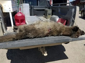 This undated photo provided by the Montana Fish, Wildlife and Parks on Friday, May 25, 2018, shows the wolf that was shot on May 16, 2018, after it was spotted in a private pasture with livestock near Denton, Mont. It was originally correctly thought to be a wolf, but doubts arose since the front paw appeared too short, the front claws too long, the canine teeth too short, and the ears too tall in proportion to the skull.