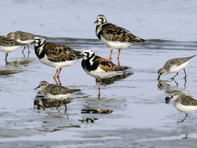 In this May 22, 2018 photo, ruddy turnstones, larger birds, and semipalmated sandpipers walk near the shoreline at Kimbles Beach, Middle Township NJ.  Each spring, shorebirds migrating from South America to the Arctic stop on the sands of Delaware Bay to feast on masses of horseshoe crab eggs. It's a marvel of ecology. It's also one of the world's hot-spots for bird flu and a bonanza for scientists seeking clues to how influenza evolves so they just might better protect people.  (AP Photo/Jacqueline Larma).