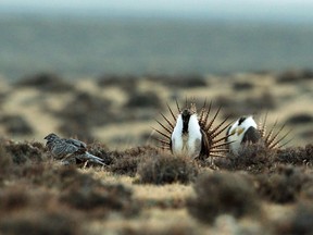 FILE - This April 10, 2014, file photo, shows a male sage grouse trying to impress a group of hens, at left, near the base of the Rattlesnake Range in southwest Natrona County, Wyo. A 19-page report by the U.S. Forest Service made public in early May 2018, involved nearly 6,000 sage grouse and maps some 1,200 mating sites in 10 western states and the Canadian province of Saskatchewan.