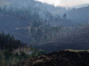 Smoke from a wildfire drifts through trees on the side of a hill Saturday, June 16, 2018, in the Medicine Bow National Forest near Jelm, Wyo.