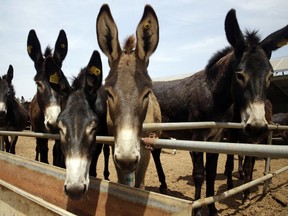 In this May 14, 2018, photo, donkeys raised by subcontractors of the world's largest donkey skin gel producer await for lunch in the city of Dong'e in eastern China's Shandong province. Growing hunger for the gel, known as "ejiao" in Chinese and believed to have medicinal properties, has greatly depleted donkey populations in China and pushed buyers to source skins abroad.