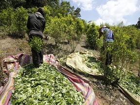 FILE - In this March 3, 2017 file photo, workers harvest coca leaves in Puerto Bello, in the southern Colombia's state of Putumayo. A new White House report released Monday, June 25, 2018 finds that cultivation of the plant used to make cocaine has reached an all-time high in Colombia.