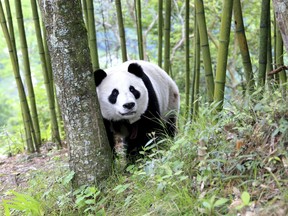 In this Thursday, May 31, 2018, photo, a giant panda wanders through a village in Wenchuan County in southwestern China's Sichuan province. A highly social giant panda out for a stroll has surprised and delighted residents of a town in the southwestern Chinese province of Sichuan.