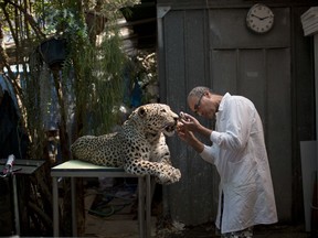 In this Sunday, May 28, 2017 photo, taxidermist Igor Gavrilov works on a stuffed leopard to be displayed at the Steinhardt Museum of Natural History in Tel Aviv, Israel. Israel is opening a new national natural history museum in Tel Aviv in the wake of a public debate over evolution. The ultra-modern facility houses over 5.5 million specimens of species from around the world, and aims to raise public awareness about the natural world and environment, with especial emphasis on the local ecology.
