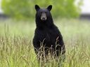 A black bear standing on its hind legs. 95-year-old Anna Stady has never met a bear she didn't like, but that doesn't mean she wants one in her kitchen. She narrated the story of how she had to shoo a bear (not pictured here) out of her house despite all its efforts to stay rent-free.