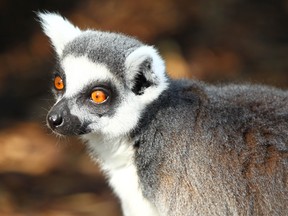 A lemur at the Calgary Zoo in 2017. Science has just uncovered the lemurs' ability to detect weakness in fellow lemurs by smell alone.