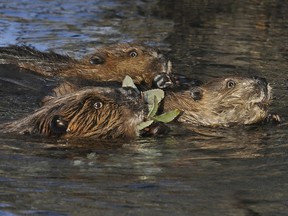 Beaver (Castor canadensis) family enjoy the fruits of their considerable labors,  Denali Nat'l Park, Alaska.