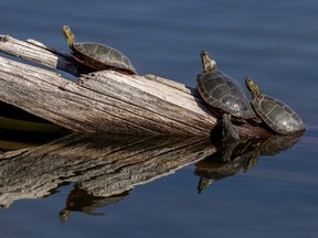 Turtles bask in the warm sun un the Oldman River valley on Wednesday May 2, 2018.
