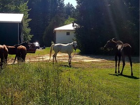 Edited excerpt from the diary of Bruce the Moose: "When I saw my friends snacking I came over to hang out. The little white princess one still gives me mean faces though (so) I have to retreat a little bit. I've heard the humans say that she has sassy stompyhooves... I don't know what those are, but I don't think I want to find out!"