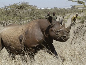 FILE - In this file photo taken on Saturday Jan.14, 2006, a  4-year old Female black Rhino, runs after it was darted at Nairobi National Park. A Kenyan wildlife official on Friday, July 13, 2018 says seven critically endangered black rhinos are dead following an attempt to move them from the capital to a national park hundreds of kilometers away.