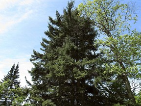 In this June 12, 2018, photo, a healthy red spruce tree, center, grows on Mount Mansfield in Stowe, Vt.