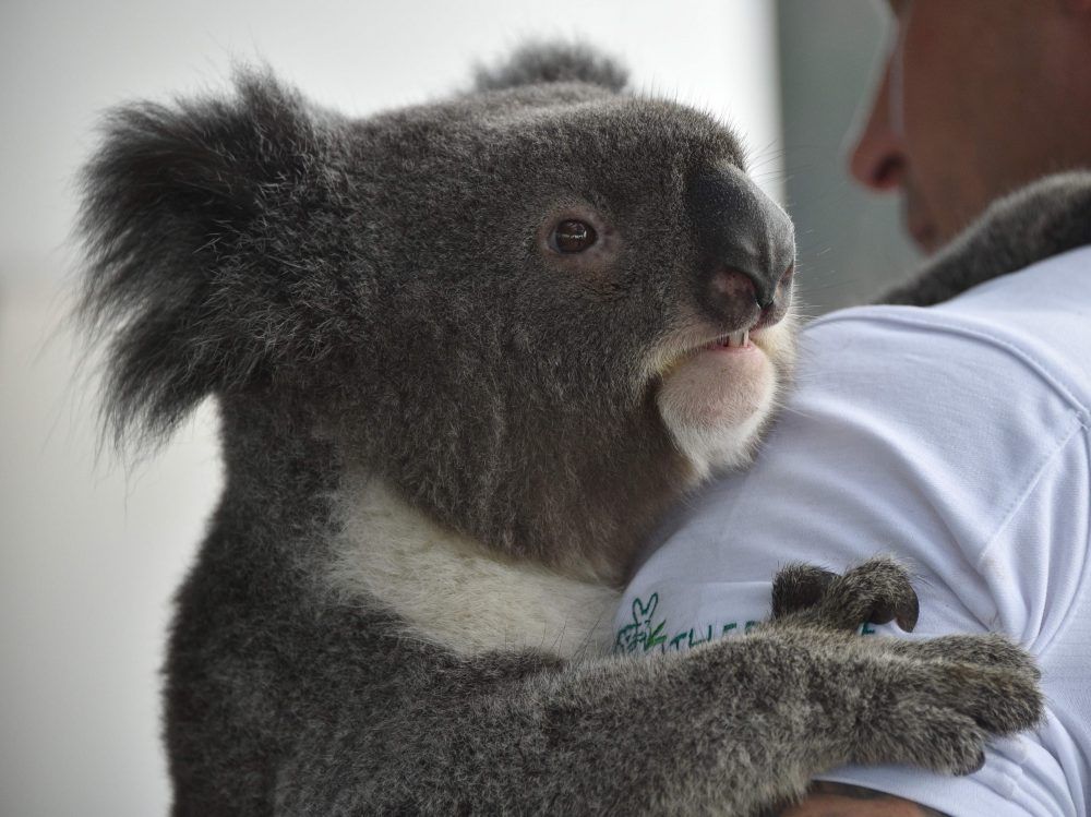 Koalas are eating their forests into extinction — even feasting on ...