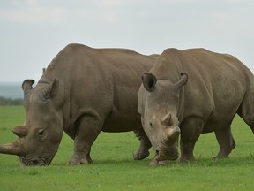 This file photo taken on March 20, 2018 shows Najin (L) and Fatu, the two remaining Northern White Rhino as they graze together in their paddock at the ol-Pejeta conservancy in Nanyuki.