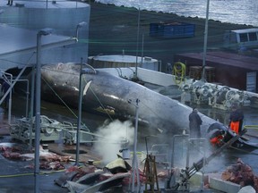 A controversy erupted in Iceland after accusations by Sea Shepherd, claiming that a blue whale was harpooned, a first for 50 years.