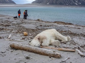 A dead polar bear lays at the beach at Sjuøyane north of Spitzbergen, Norway, on July 28, 2018.