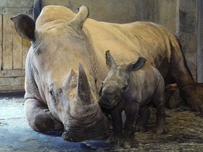 In this image released by the North Carolina Zoo, an unnamed southern white rhino is seen after birth July 2, 2018, at the North Carolina Zoo. The female calf was born to mother Linda and father Stormy and will be named later. She weighed about 80 to 90 pounds. Zookeepers expect her to gain 100 pounds a month in the first year. She could weigh anywhere from 3,500 to 5,500 pounds when fully grown.