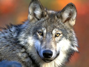 A Gray wolf is shown in an undated photo provided by the U.S. Fish and Wildlife Service.