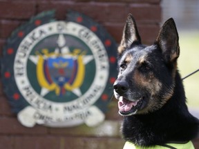 Drug dog Sombra, has helped detect more than 2,000 kilos of cocaine hidden in suitcases, boats and large shipments of fruit, sits outside the police station in Bogota, Colombia, Thursday, July 26, 2018. Colombian police recently revealed that the Gulf Clan, a cartel that boasts its own guerrilla army, has offered a reward of $7,000 to whoever kills or captures Sambra.