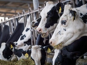 Cows on a dairy farm. Canada’s policy of supply management means that Canadians pay much higher prices for staple foods such as milk, cheese, eggs and poultry.