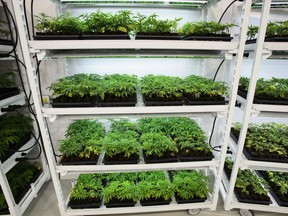 Medical marijuana clones sit on shelves at Canopy Growth Corporation's Tweed facility in Smiths Falls, Ont., on February 12, 2018.