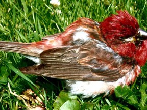 A male adult purple finch exhibiting clinical signs of trichomonosis is seen in this undated handout photo. Scientists with the Canadian Wildlife Health Cooperative say there have been around 10 unconfirmed reports of a contagious disease affecting finches in Nova Scotia and New Brunswick. Wildlife pathologist Megan Jones says trichomonosis has been around for a while, but it's only started being observed in Atlantic Canadian birds around 10 years ago.THE CANADIAN PRESS/HO, Dwaine Oakley *MANDATORY CREDIT*