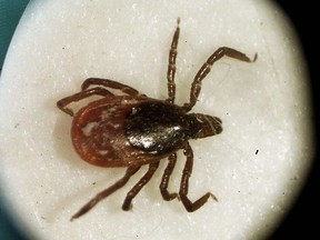 Nova Scotia's chief medical officer of health is cautioning against spraying lawns with pesticides to protect against ticks, saying there's little evidence to suggest pesticides are effective in controlling tick populations. A female deer tick seen under a University of Rhode Island microscope in the entomoloy lab in South Kingstown, R.I., Monday March 18, 2002.